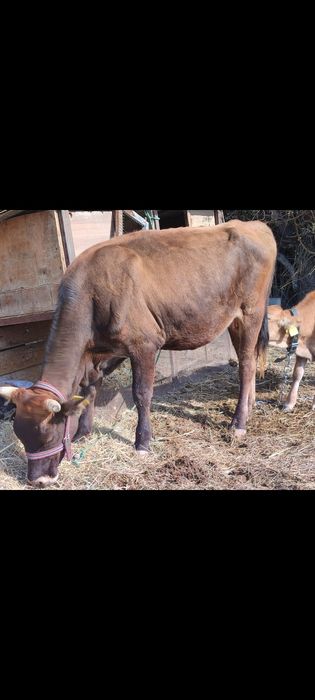 Молодая корова стельная