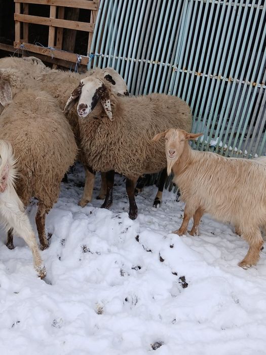 Vand  capre si berbec berga