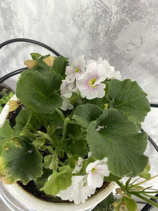 Продам Комнатные растения