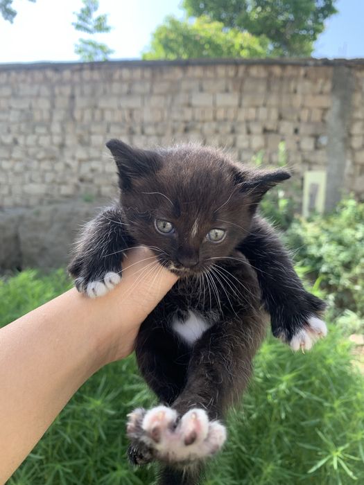 Котенок к лотку приучен