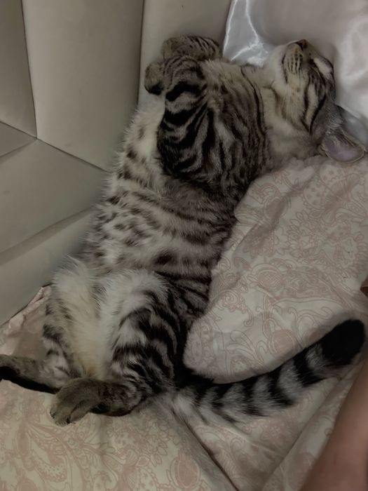 Котенок в хорошие добрые руки