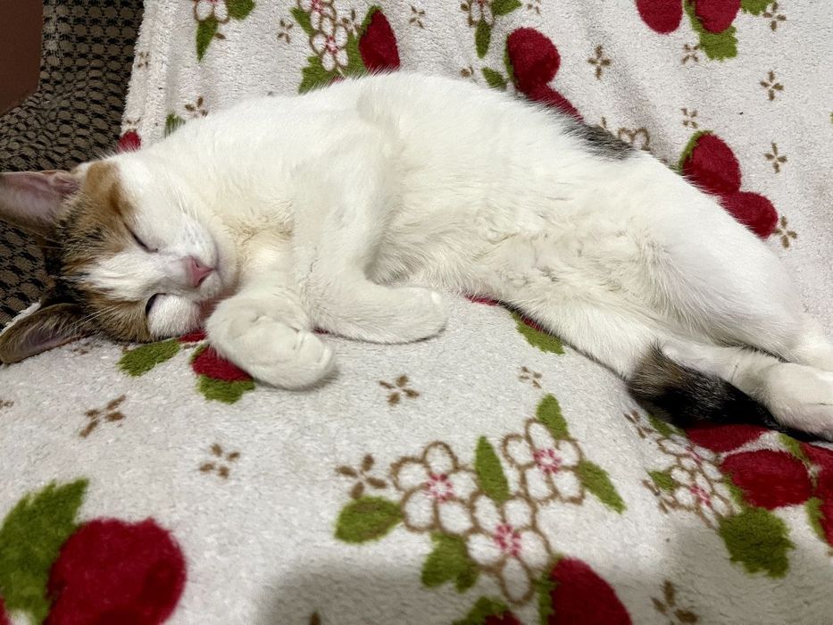 Отдам кошочек бесплатно