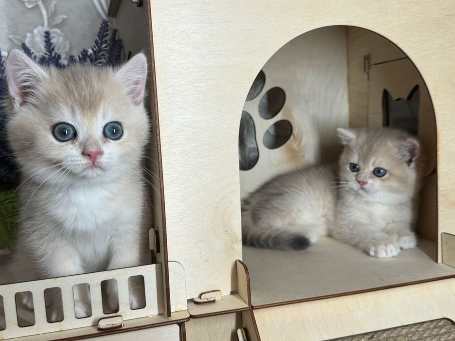 Синие глазки