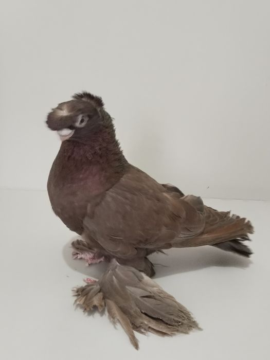 Голубы двухшубые