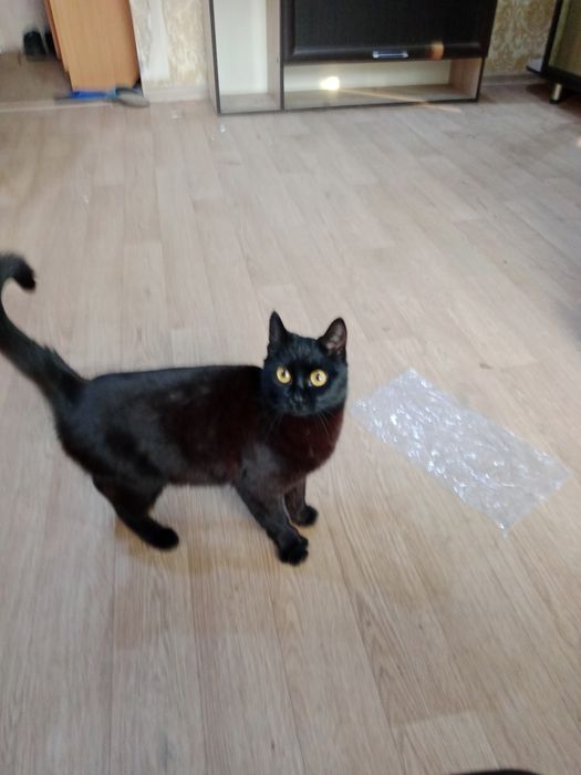 Пропала кошка черная 2,5года