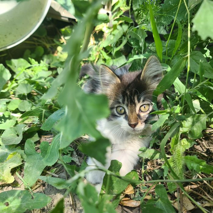 Отдам милых котят в добрые руки.