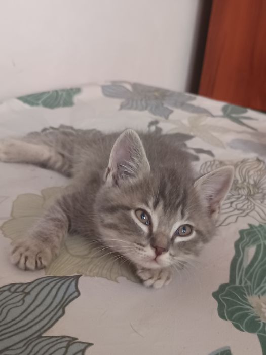 Отдам в добрые руки котят