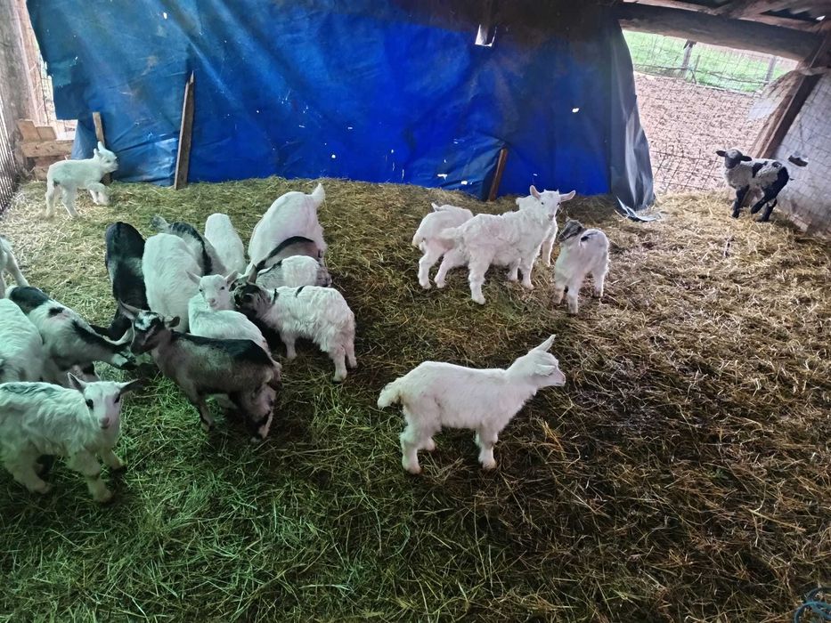 Ieduții de vanzare.