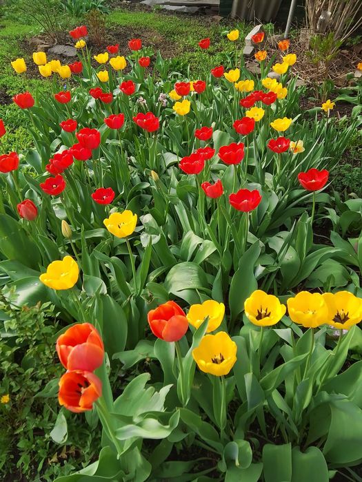 Тюльпаны с грядки