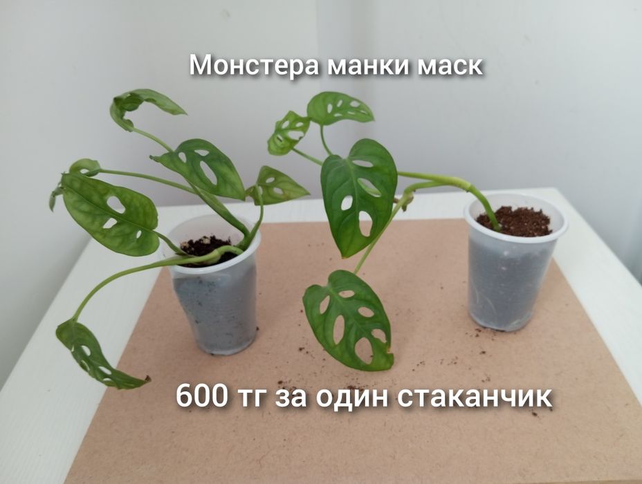 Үй гүлдері/Комнатные растения