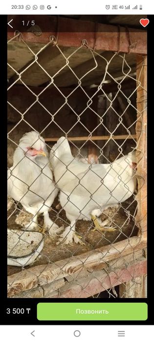Куры продам или обменяю