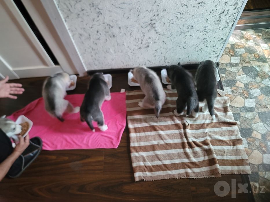Успейте забранирвать чистокровные сибирские хасята осталось 3 щенка