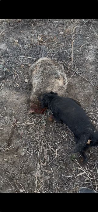 Ягдтерьер , только ВЯЗКА!!!