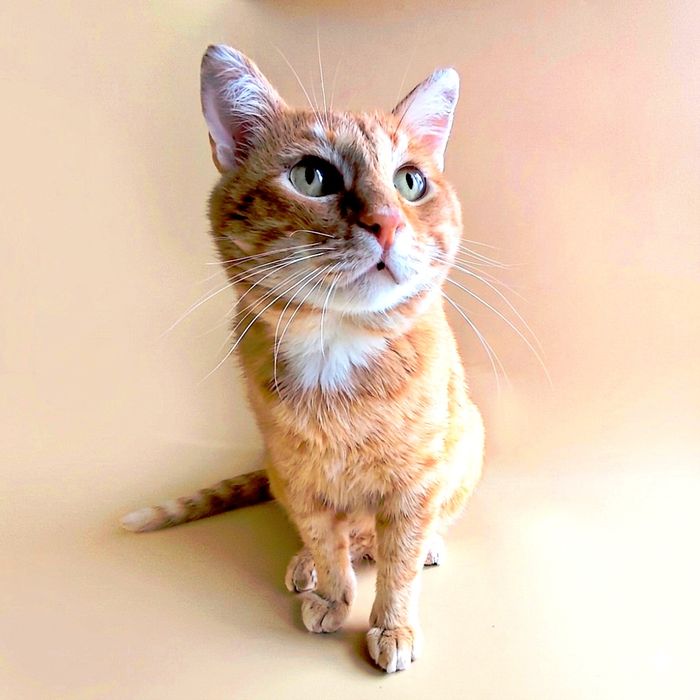 Кошки стерилизованные