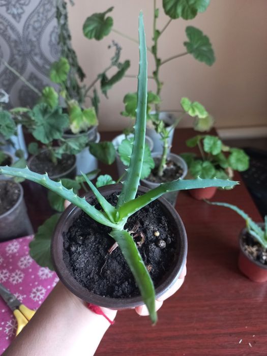 Продам алоэ и герань
