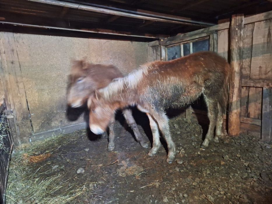 Жерибенок 10 месяцев