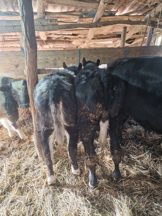 Vand 15 vitei frumosi si grasi