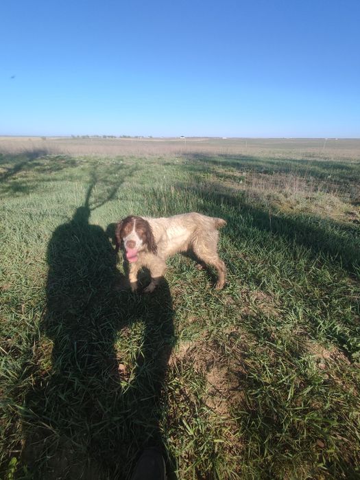 Вязка спаниель три года