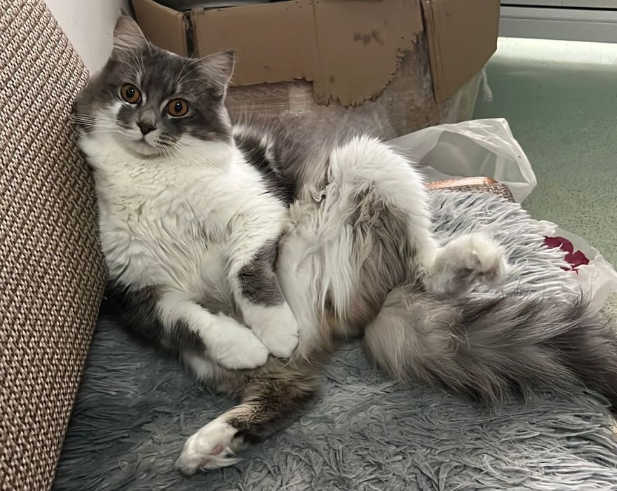 Отдам кота в хорошие руки