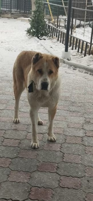 Алабай девочка 1.5