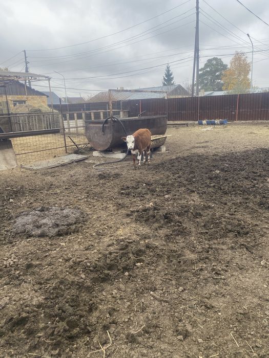 Телочка 5месяцов