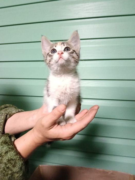 Срочно котята ищут дом