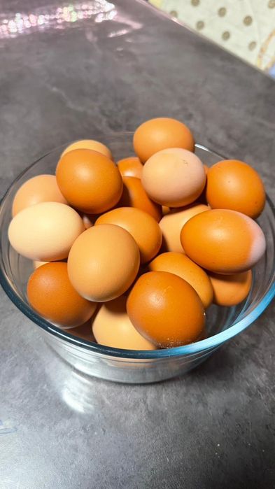 Инкубационные яйца