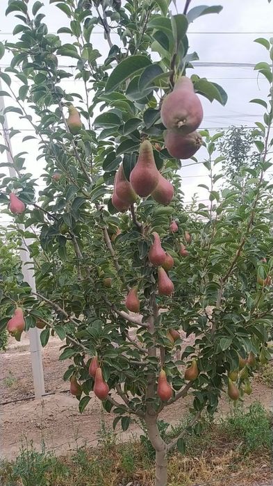 Мевали ку́чатлар. Самарканд Шредер с гарантией