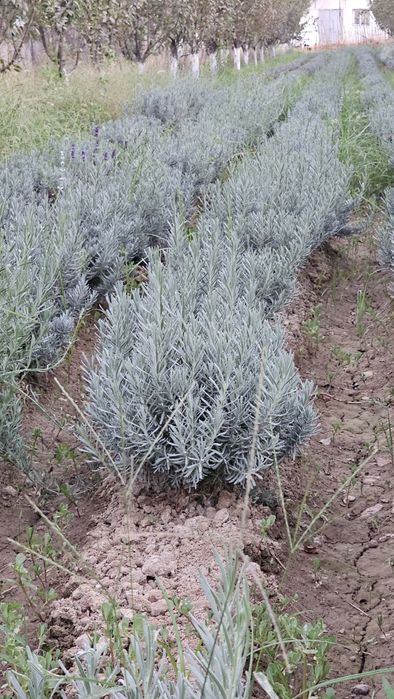 Lavanda Fransuskiy sort