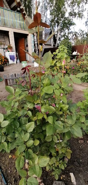 Продам дачу в садовом обществе Горизонт Горизонт