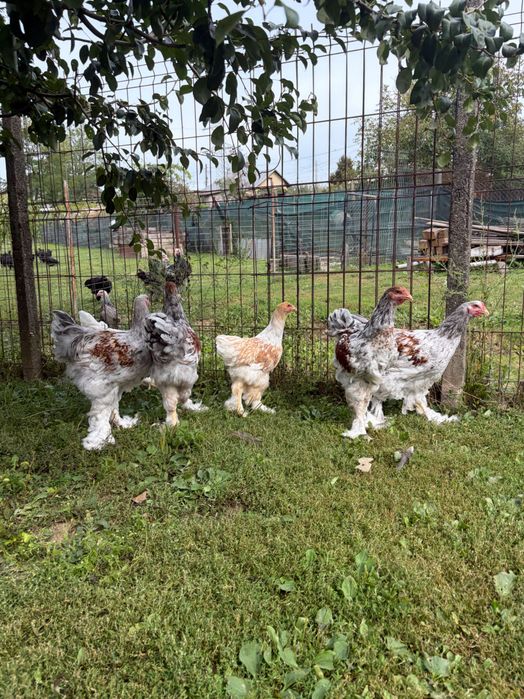 Brahma rotgesattelt