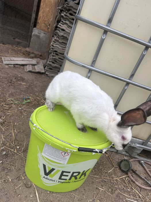 Uriaș de Transilvania femelă de vânzare