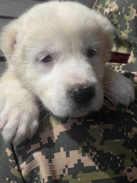 белые щенки алабая запись