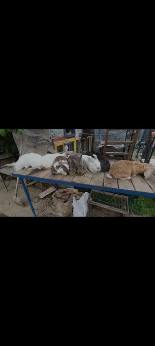 Vând sau schimb Iepuri maturi și pui