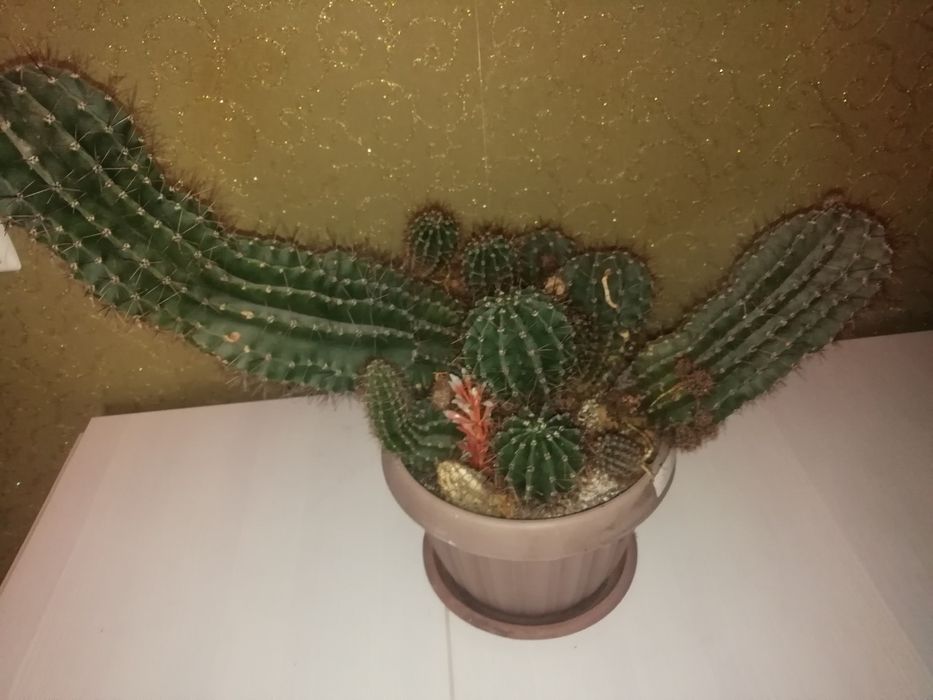 Кактус прадайу с крушкой