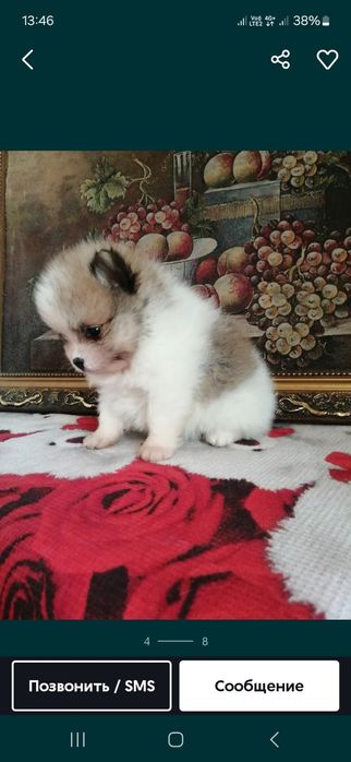Продам щенков шпица рассрочка каспи 0 0 12
