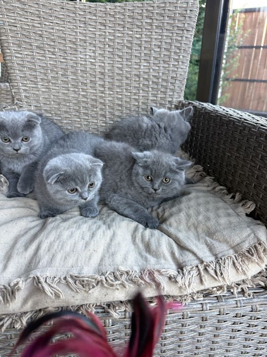 Котенца Шотландски късокосмести