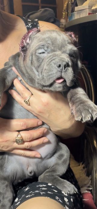 Щенки американский булли