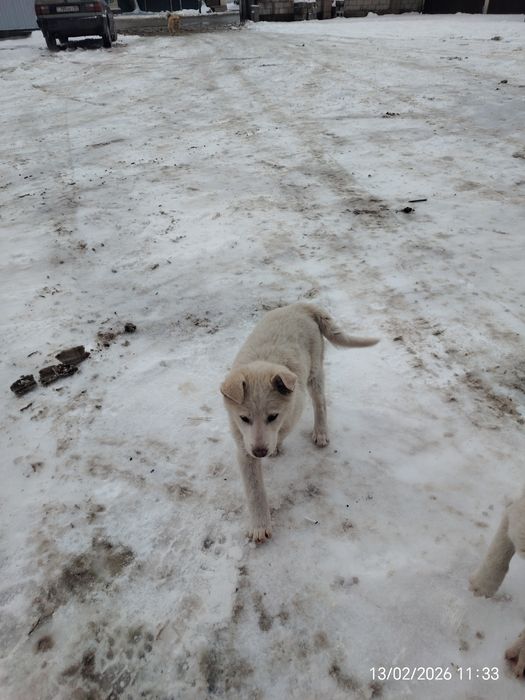 Отдам щенков 2 месяца