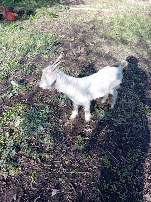 Продам скотину, коза с ягнятами