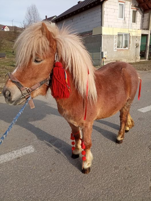 Vând ponei de 3 ani cuminte trage bine