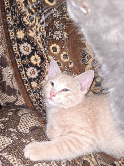 Котята бесплатно Тараз