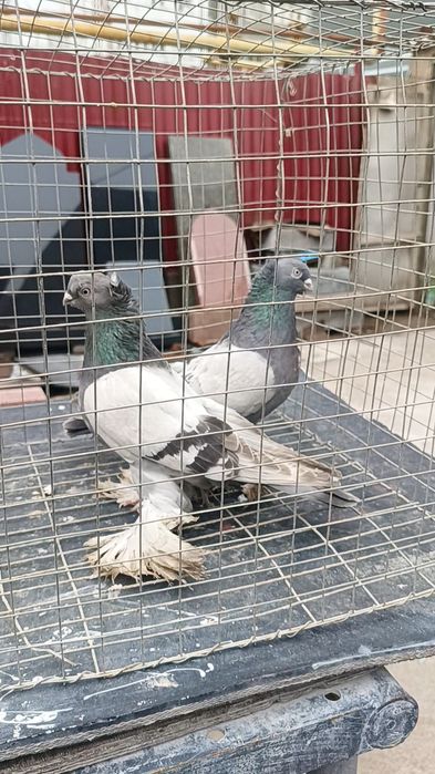 Голуби пара удов