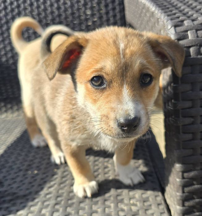 Подарявам кученца