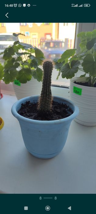 Продам комнатные растения