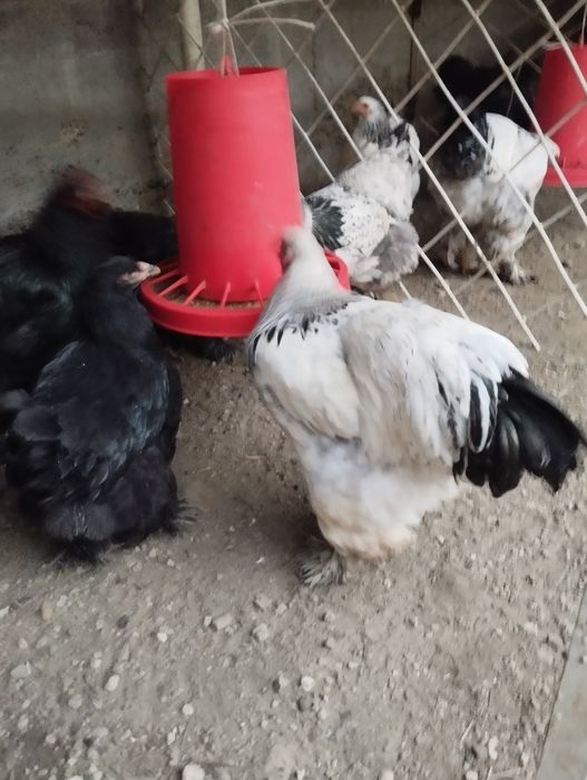 Светлый  палевый хурозла сотилади