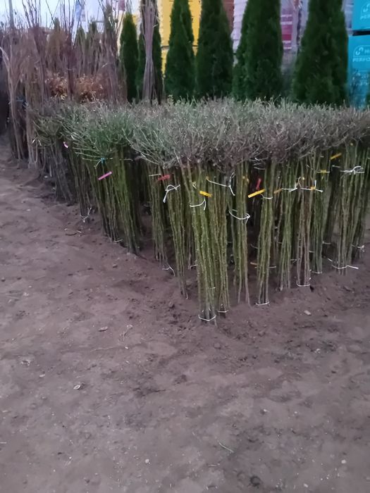 Pomi fructiferi si arbuști