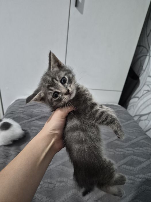 Котята ищут хороший дом