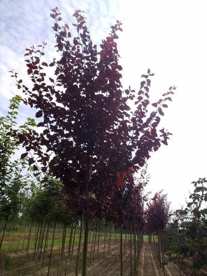 Prunus Nigra Cerasifera