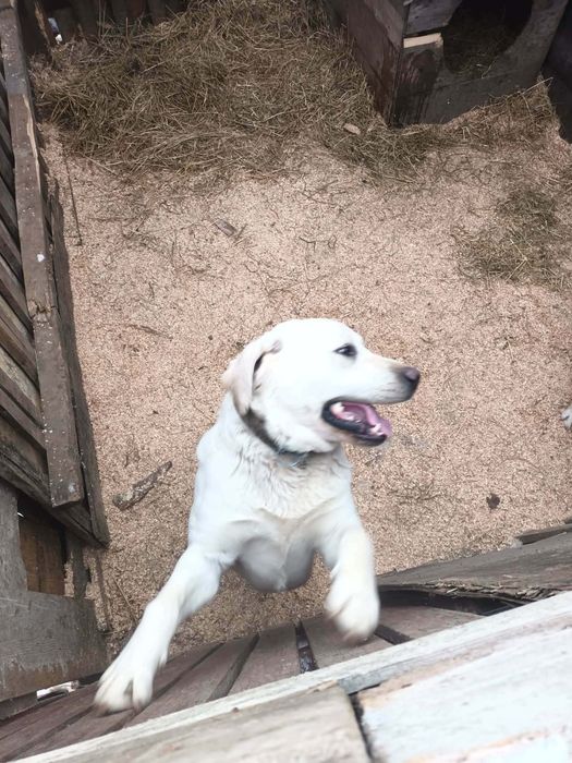 Se vinde caini labradori